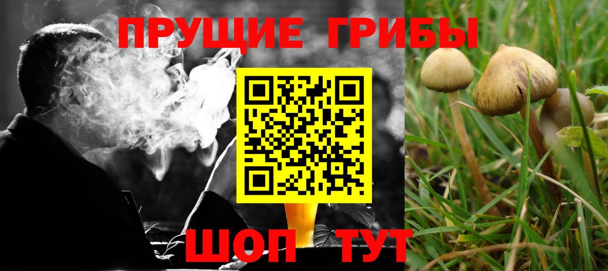 Галлюциногенные грибы прущие грибы Абакан